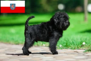 Mehr über den Artikel erfahren Affenpinscher Züchter und Welpen in Thüringen