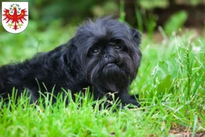 Mehr über den Artikel erfahren Affenpinscher Züchter und Welpen in Tirol