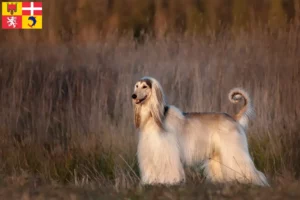 Mehr über den Artikel erfahren Afghanischer Windhund Züchter und Welpen in Auvergne-Rhône-Alpes