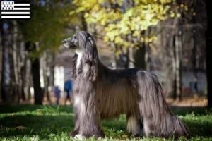 Mehr über den Artikel erfahren Afghanischer Windhund Züchter und Welpen in der Bretagne