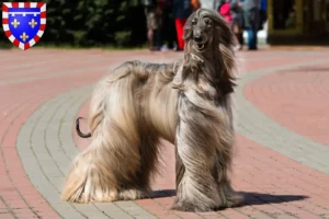 Mehr über den Artikel erfahren Afghanischer Windhund Züchter und Welpen in Centre-Val de Loire