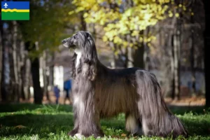 Mehr über den Artikel erfahren Afghanischer Windhund Züchter und Welpen in Flevoland