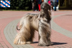 Mehr über den Artikel erfahren Afghanischer Windhund Züchter und Welpen in Friesland