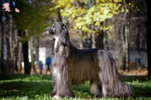 Mehr über den Artikel erfahren Afghanischer Windhund Züchter und Welpen in Hovedstaden