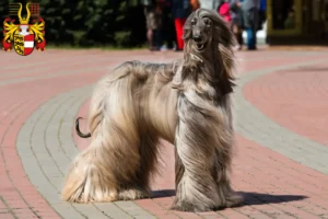 Mehr über den Artikel erfahren Afghanischer Windhund Züchter und Welpen in Kärnten