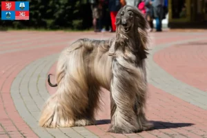 Mehr über den Artikel erfahren Afghanischer Windhund Züchter und Welpen in Karlsbad