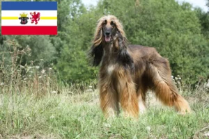 Mehr über den Artikel erfahren Afghanischer Windhund Züchter und Welpen in Mecklenburg-Vorpommern