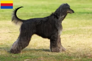 Mehr über den Artikel erfahren Afghanischer Windhund Züchter und Welpen in Nordholland