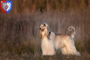 Mehr über den Artikel erfahren Afghanischer Windhund Züchter und Welpen in Pays de la Loire