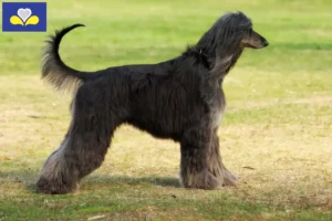 Mehr über den Artikel erfahren Afghanischer Windhund Züchter und Welpen in Region Brüssel-Hauptstadt