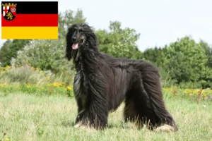 Mehr über den Artikel erfahren Afghanischer Windhund Züchter und Welpen in Rheinland-Pfalz