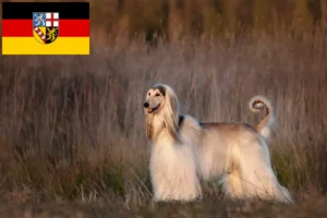 Mehr über den Artikel erfahren Afghanischer Windhund Züchter und Welpen im Saarland