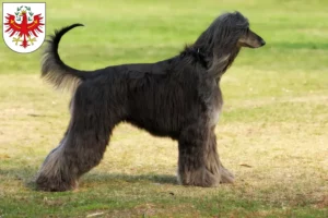 Mehr über den Artikel erfahren Afghanischer Windhund Züchter und Welpen in Tirol