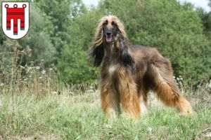 Mehr über den Artikel erfahren Afghanischer Windhund Züchter und Welpen in Vorarlberg