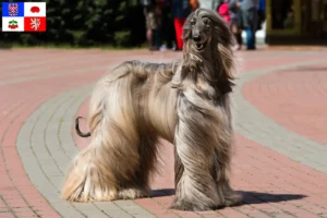 Mehr über den Artikel erfahren Afghanischer Windhund Züchter und Welpen in Vysočina