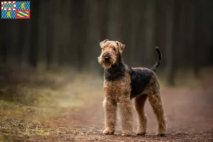 Mehr über den Artikel erfahren Airedale Terrier Züchter und Welpen in Bourgogne-Franche-Comté