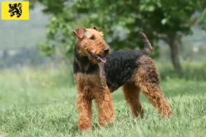 Mehr über den Artikel erfahren Airedale Terrier Züchter und Welpen in Flandern