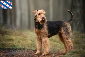 Mehr über den Artikel erfahren Airedale Terrier Züchter und Welpen in Friesland