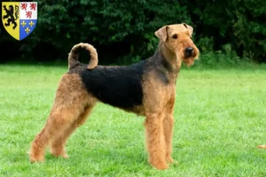 Mehr über den Artikel erfahren Airedale Terrier Züchter und Welpen in Hauts-de-France