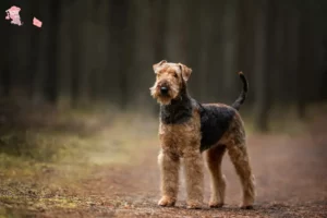 Mehr über den Artikel erfahren Airedale Terrier Züchter und Welpen in Hovedstaden