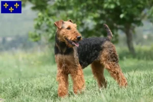 Mehr über den Artikel erfahren Airedale Terrier Züchter und Welpen in Île-de-France