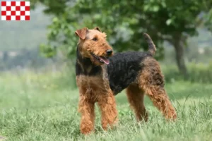 Mehr über den Artikel erfahren Airedale Terrier Züchter und Welpen in Nordbrabant