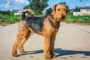 Mehr über den Artikel erfahren Airedale Terrier Züchter und Welpen in Nordjylland