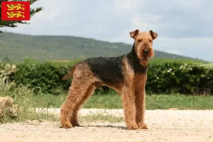 Mehr über den Artikel erfahren Airedale Terrier Züchter und Welpen in der Normandie