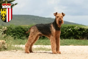 Mehr über den Artikel erfahren Airedale Terrier Züchter und Welpen in Oberösterreich