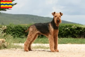 Mehr über den Artikel erfahren Airedale Terrier Züchter und Welpen in Overijssel