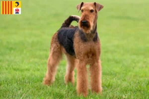 Mehr über den Artikel erfahren Airedale Terrier Züchter und Welpen in der Provence-Alpes-Côte d’Azur