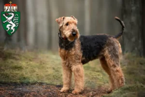 Mehr über den Artikel erfahren Airedale Terrier Züchter und Welpen in der Steiermark