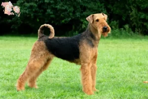 Mehr über den Artikel erfahren Airedale Terrier Züchter und Welpen in Syddanmark