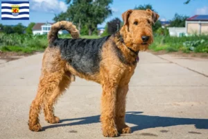 Mehr über den Artikel erfahren Airedale Terrier Züchter und Welpen in Zeeland