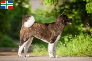 Mehr über den Artikel erfahren Akita Züchter und Welpen in Groningen