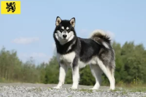 Mehr über den Artikel erfahren Alaskan Malamute Züchter und Welpen in Flandern