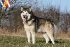 Mehr über den Artikel erfahren Alaskan Malamute Züchter und Welpen in Grand Est