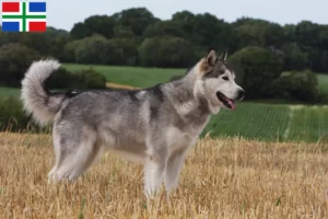 Mehr über den Artikel erfahren Alaskan Malamute Züchter und Welpen in Groningen