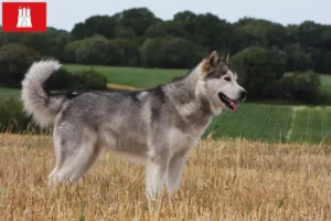 Mehr über den Artikel erfahren Alaskan Malamute Züchter und Welpen in Hamburg