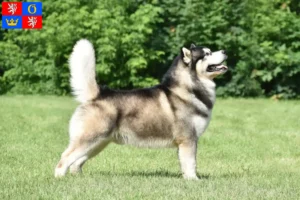 Mehr über den Artikel erfahren Alaskan Malamute Züchter und Welpen in Hradec Králové