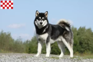 Mehr über den Artikel erfahren Alaskan Malamute Züchter und Welpen in Nordbrabant