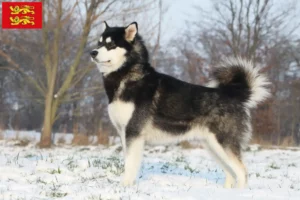 Mehr über den Artikel erfahren Alaskan Malamute Züchter und Welpen in der Normandie