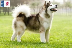 Mehr über den Artikel erfahren Alaskan Malamute Züchter und Welpen in Nouvelle-Aquitaine