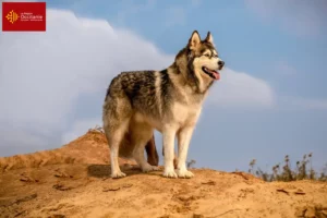 Mehr über den Artikel erfahren Alaskan Malamute Züchter und Welpen in Okzitanien