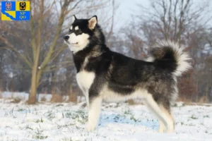 Mehr über den Artikel erfahren Alaskan Malamute Züchter und Welpen in Olmütz