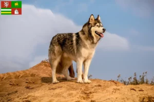 Mehr über den Artikel erfahren Alaskan Malamute Züchter und Welpen in Pilsen