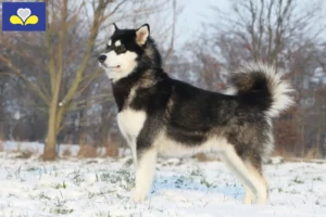 Mehr über den Artikel erfahren Alaskan Malamute Züchter und Welpen in Region Brüssel-Hauptstadt