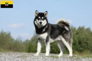 Mehr über den Artikel erfahren Alaskan Malamute Züchter und Welpen in Sachsen-Anhalt