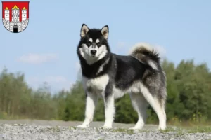 Mehr über den Artikel erfahren Alaskan Malamute Züchter und Welpen in Salzburg