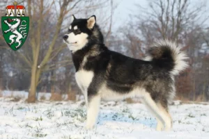 Mehr über den Artikel erfahren Alaskan Malamute Züchter und Welpen in der Steiermark